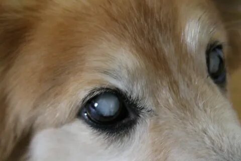 Какого цвета глаза у собак