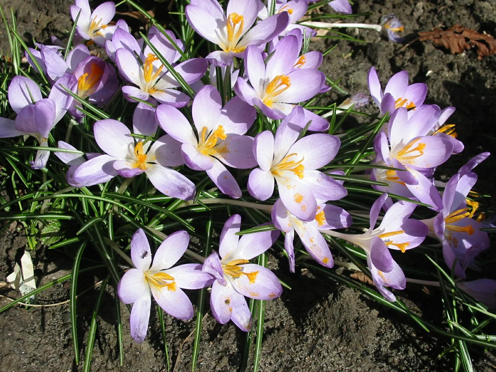 Крокус Томазини. Крокус ТОММАСИНИАНУС. Крокус tommasinianus Barr's Purple. Шафран Томазини.