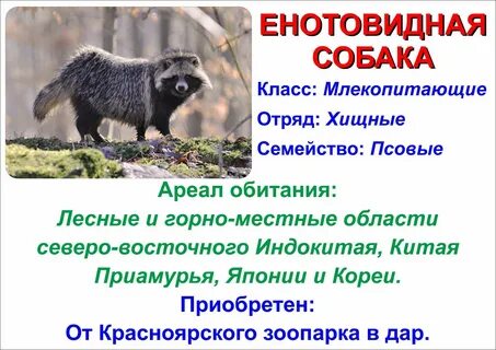Енотовидная собака развитие с метаморфозом