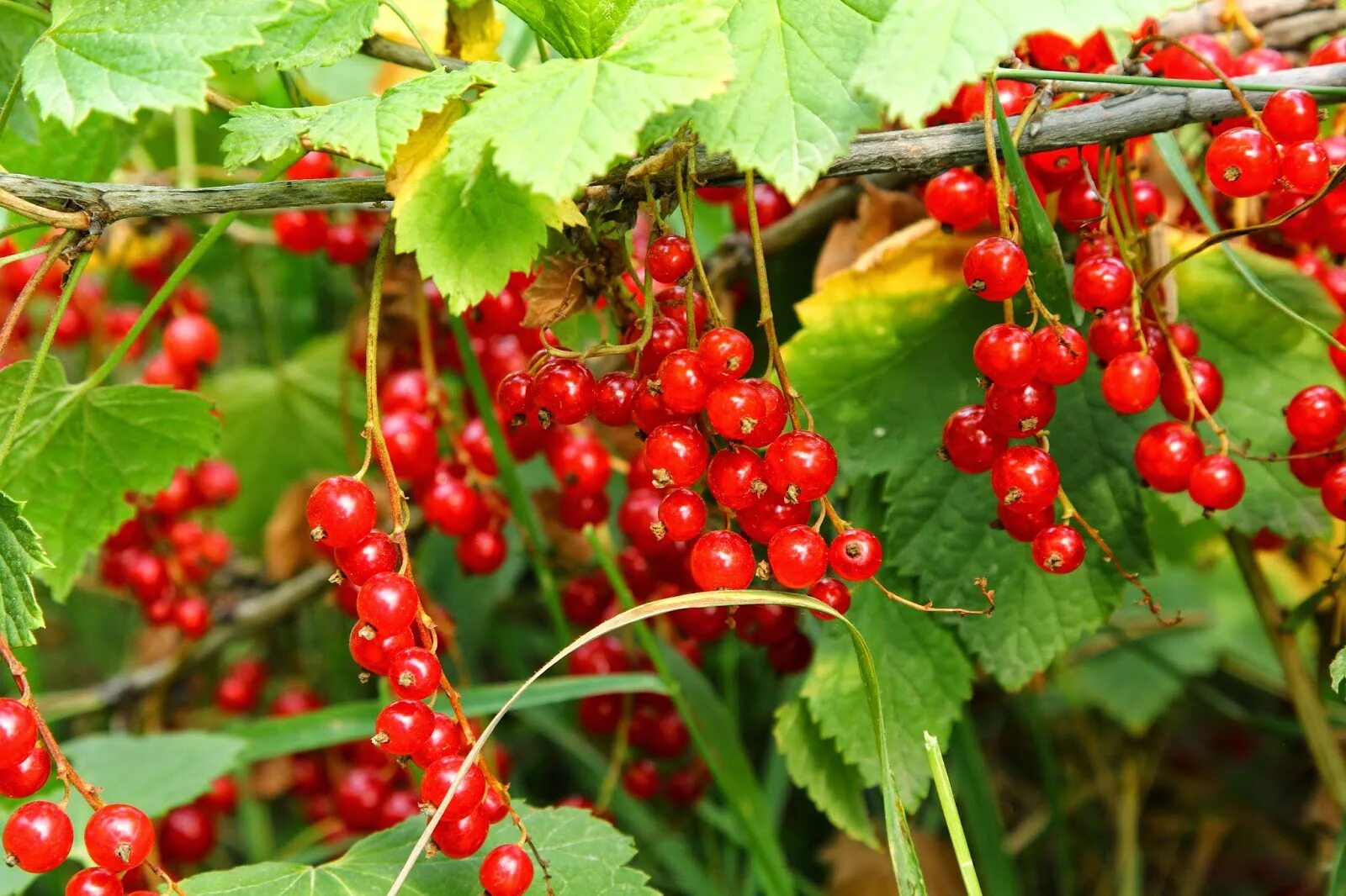 Красная смородина на участке фото. Смородина красная ред лейк. Смородина красная виксне. Смородина красная константиновская. Смородина красная (ribes rubrum `rolan`).