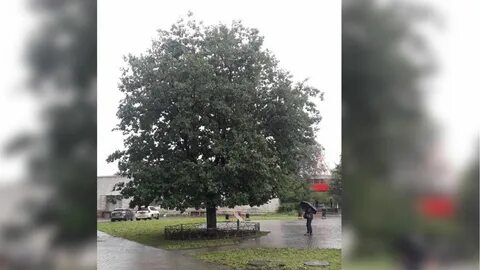 Деревья челябинска