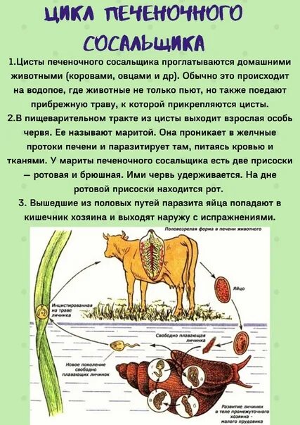 Хозяин печеночного сосальщика является. Цикл печеночного сосальщика циста. Цикл развития печеночного сосальщика циста. Печеночный сосальщик биология 7 класс. Взрослая особь печеночного сосальщика.