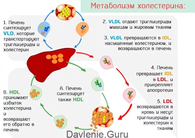 Холестерин выработка