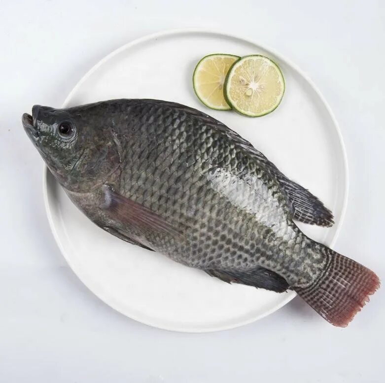 Тилапия рыба где. Рыба телапия или тилапия. тилапия таранка. oreochromis niloticus рыба. тилапия речная.