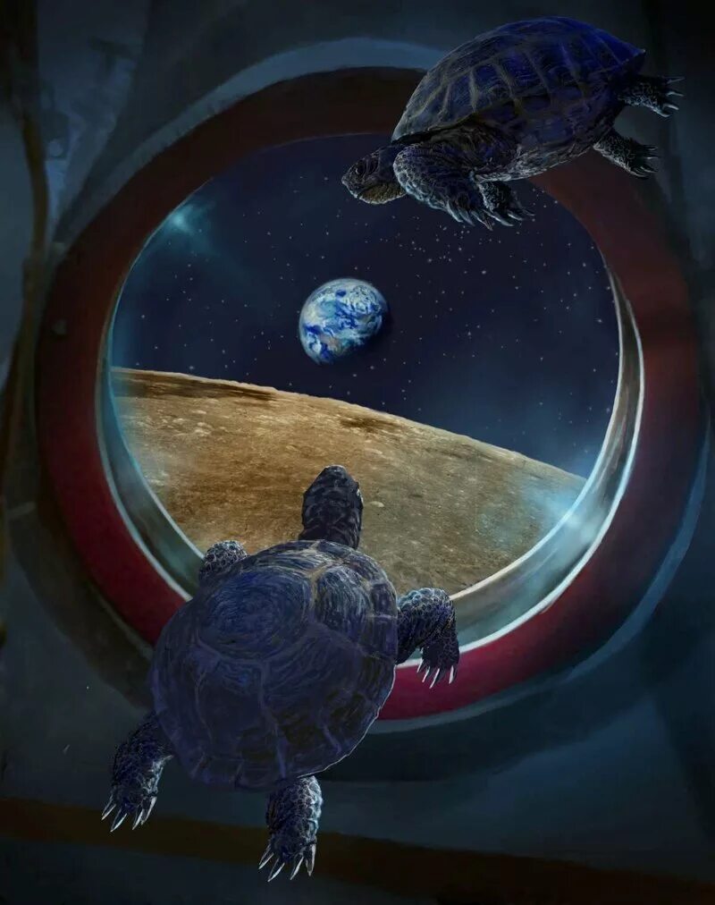 Первое живое существо совершившее космический полет. Терри Пратчетт Великий Атуин. Первыми облетели вокруг Луны черепахи. Космическая черепаха Терри Пратчетт. Первые облетели луну черепахи.