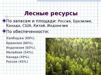 Чему равна площадь леса
