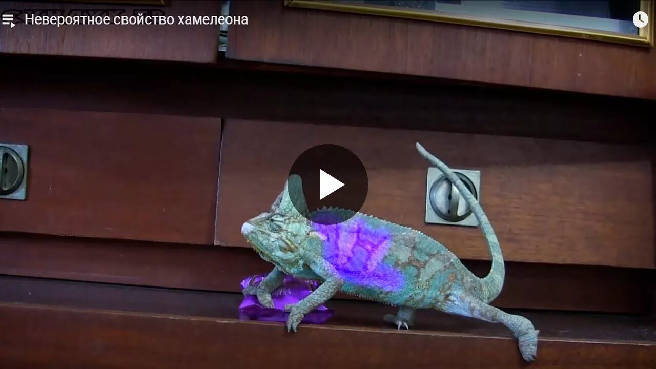 Как быстро хамелеон меняет цвет. Хамелеон видео как он меняет цвет. как хамелеон меняет цвет. как определить пол хамелеона.