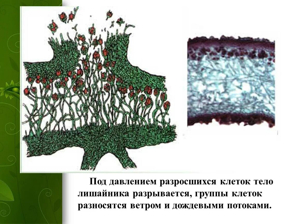 Внутреннее строение лишайника 5 класс биология модель. Строение лишайника ЕГЭ. Лишайники 5 класс биология рисунок. Строение лишайника под микроскопом.