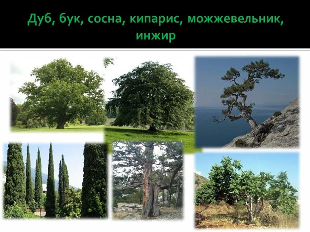 Бук хвойное