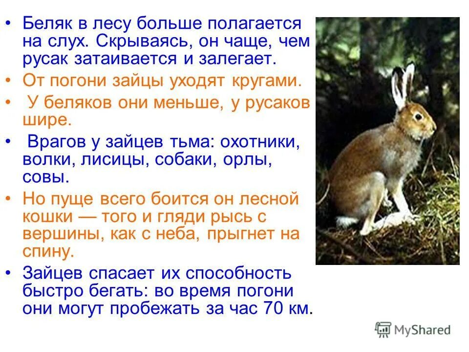 Чем отличается беляк от русака 2 класс. Зелёные страницы 2 класс беляк и русак различие. заяц беляк и русак сходство и различие 2 класс. зелёные страницы 2 класс окружающий мир заяц беляк и заяц русак. зелёные страницы 2 класс окружающий беляк и русак.