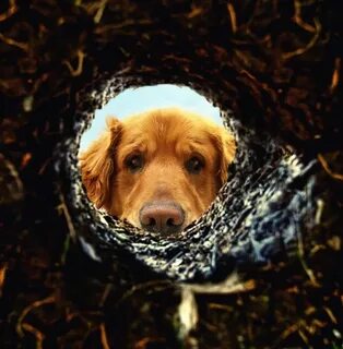 Dog hole