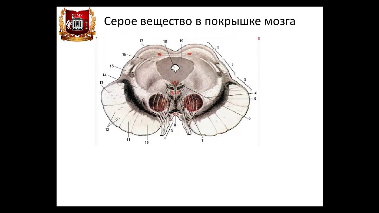 Средний мозг является частью. Поперечный срез среднего мозга анатомия. средний мозг анатомия внешнее строение. средний мозг внутреннее строение анатомия. поперечный срез среднего мозга схема.