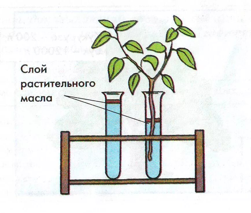 Экспериментатор проводил измерения различных участков корня. Опыт транспирация растений. Опыт доказывающий испарение воды растениями. Опыты испарение воды листьями растений. Эксперимент испарение воды листьями.