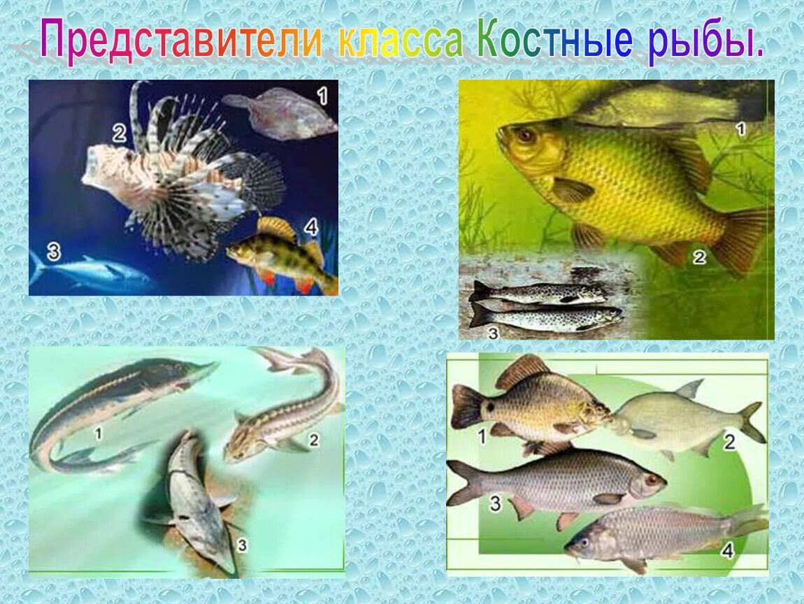 Класс костные рыбы. Животные класса костные рыбы. Костные рыбы представители. Представители кос ных рыб. 3 примера костных рыб