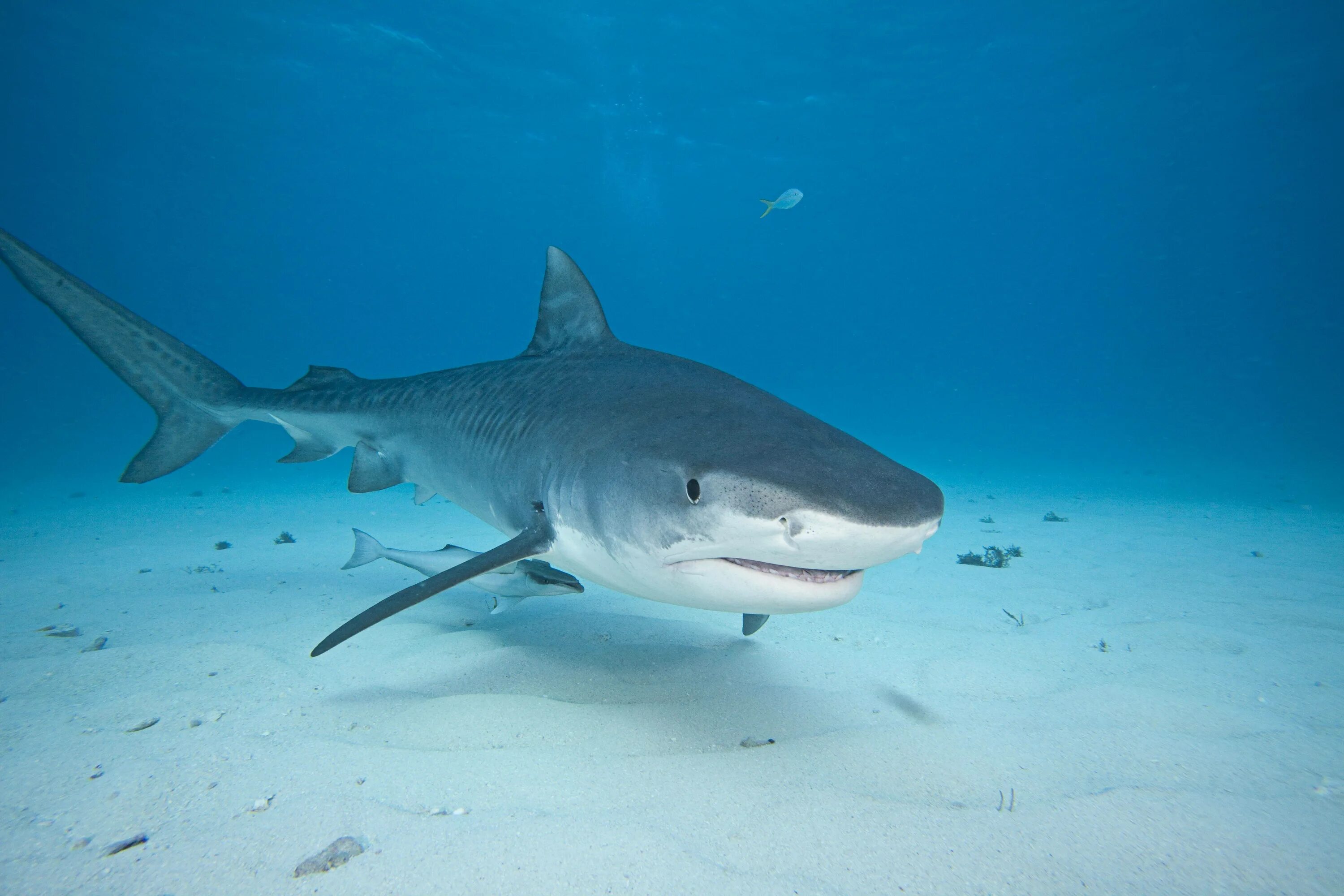 В каком океане акулы встречаются только летом. Рифовая тигровая акула. Тигровая акула (Galeocerdo Cuvier). Океаническая рифовая акула. Черноперая рифовая акула.