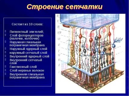 Слой нервных волокон сетчатки