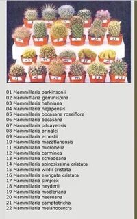Имя для кактуса