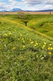 В народных песнях луговую растительность часто ласково