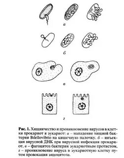 Хищные бактерии