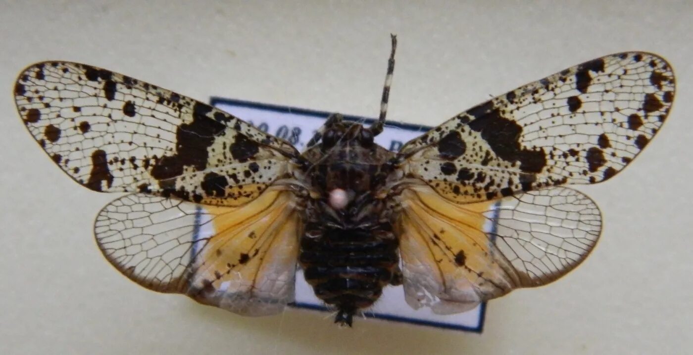 Внешнее строение равнокрылых. Крылья цикады. Отряд равнокрылые цикады. Равнокрылые крылья. Равнокрылые строение крыльев.