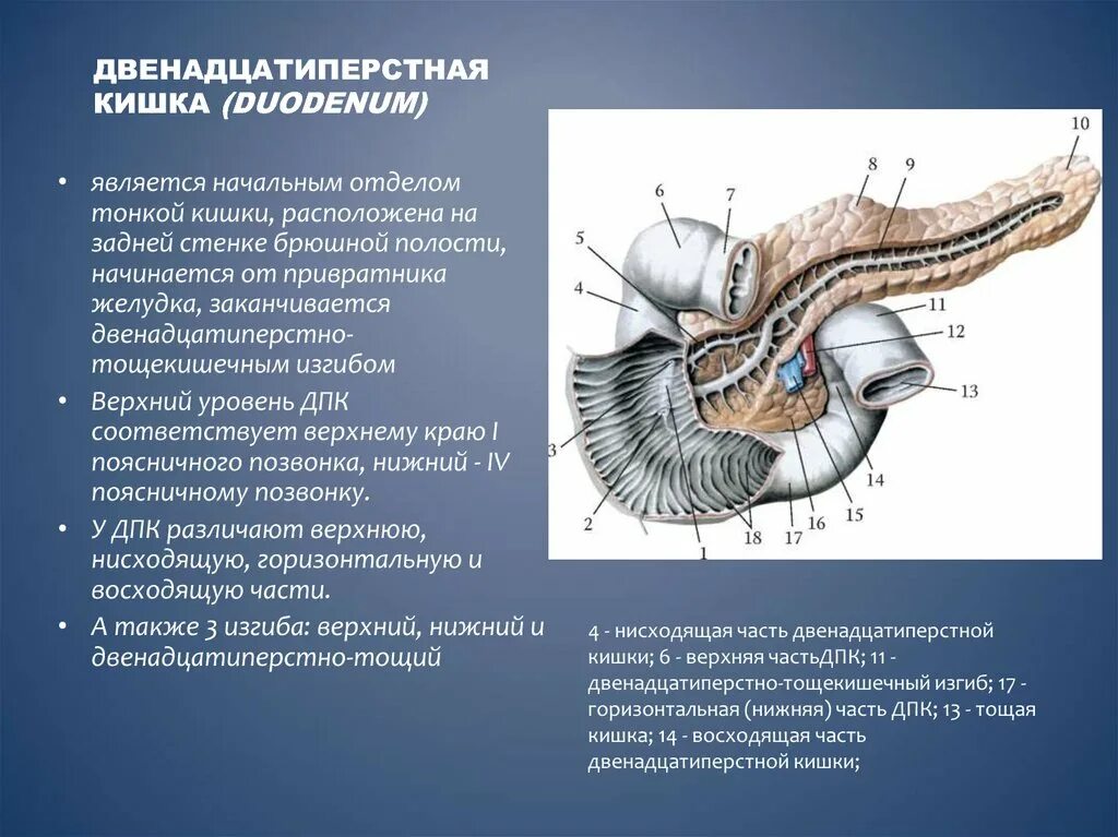 Строение 12 перстной кишки анатомия. Изгибы 12 перстной кишки анатомия. Кишечник анатомия 12 перстной кишки. Строение 12 перстной кишки отделы.