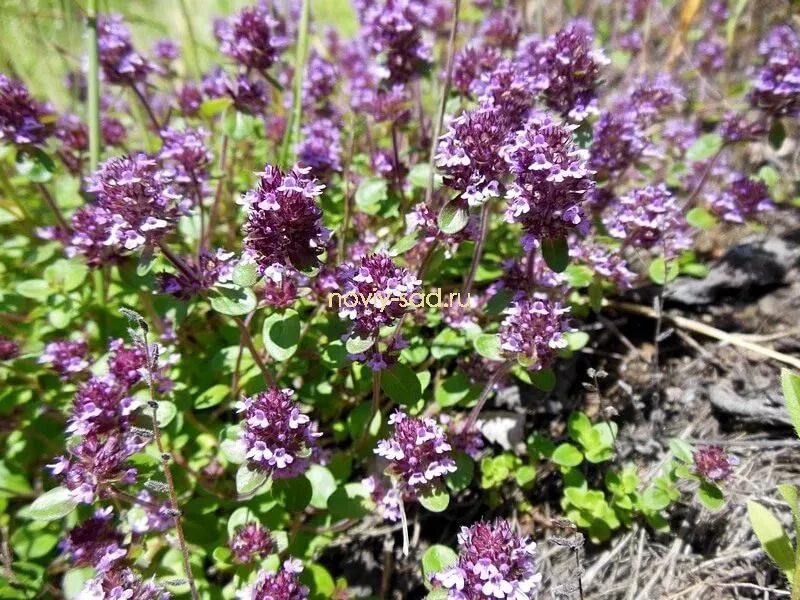 Thymus serpyllum. Тимьян сизый. Тимьян thymus vulgaris. Тимьян похож на. Чабрец полевой.