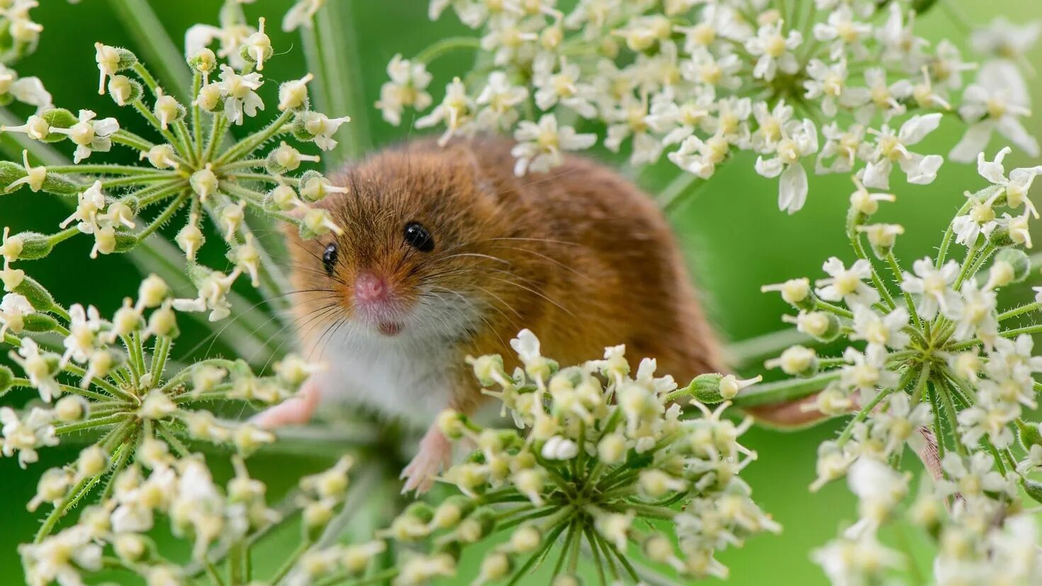 Мыши весной. Мыши животные. Лето животные. Мышка. Грызуны на растениях.