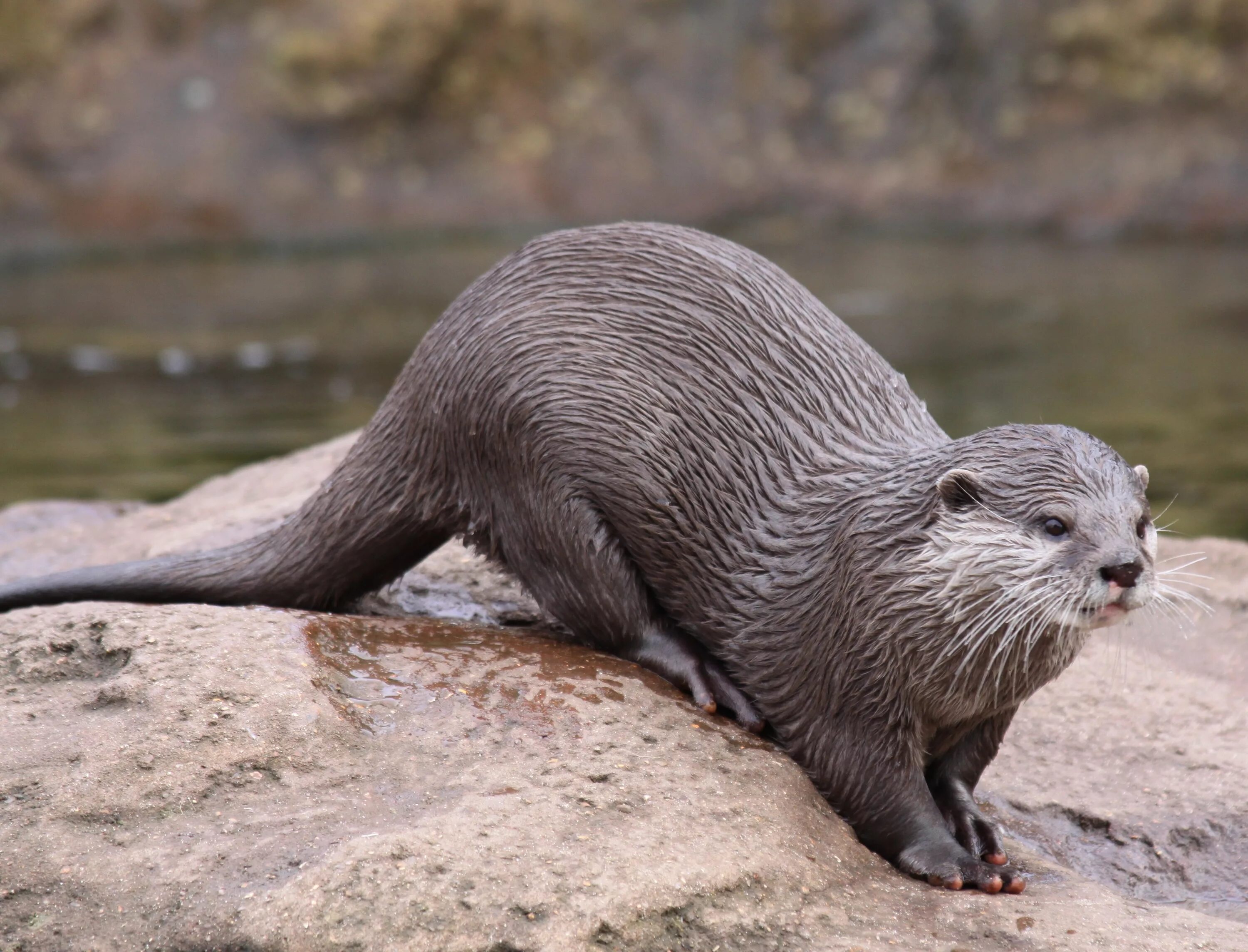 Кавказская выдра (Lutra Lutra meridionalis). Речная выдра (Lutra Lutra). Кавказская выдра. Кавказская Речная выдра.