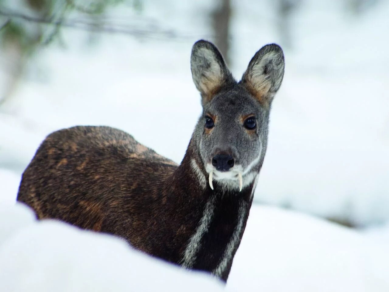 Кабарка. Сахалинская кабарга Moschus moschiferus sachalinensis. Сибирская кабарга. Кабарга в Якутии. Кабарга Байкальская.