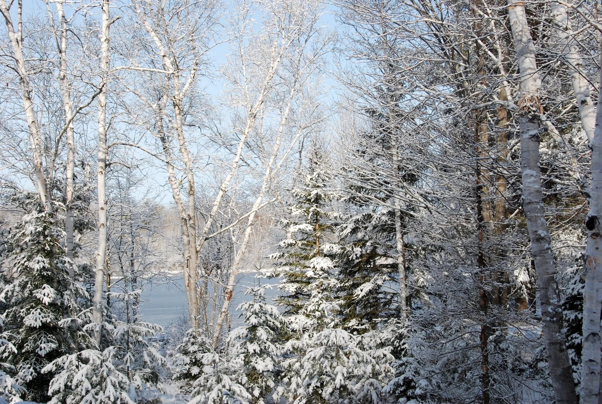 Березки лед. Зима январь. Зима декабрь. Январь снег. Время года зима.