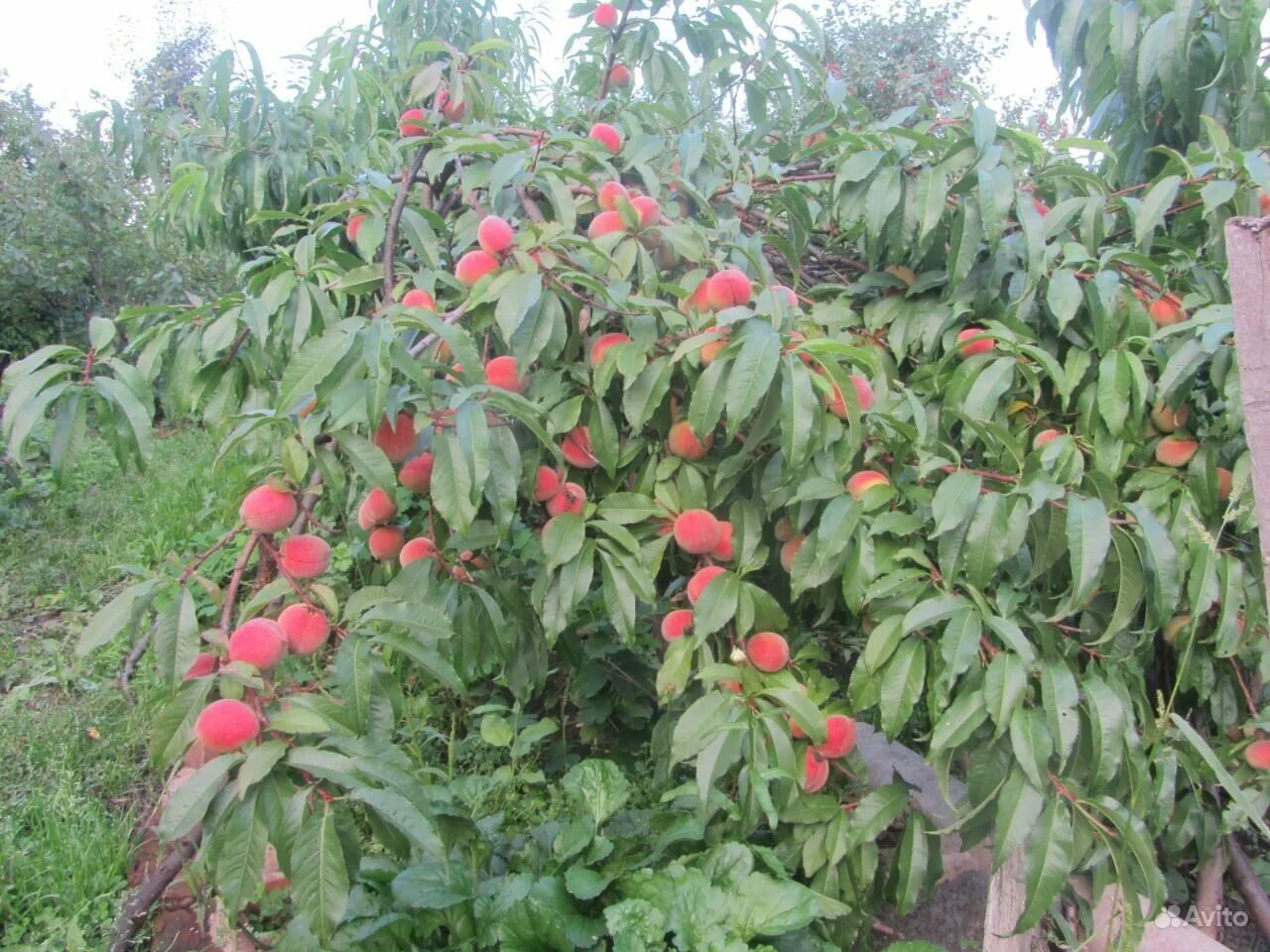 Зимостойкость персиков
