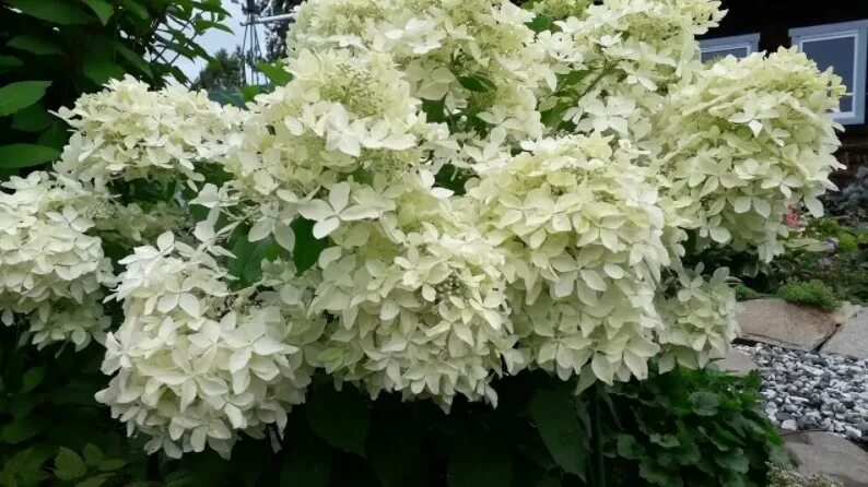 Гортензия метельчатая Grandiflora (Грандифлора) - Орехоплодный питомник