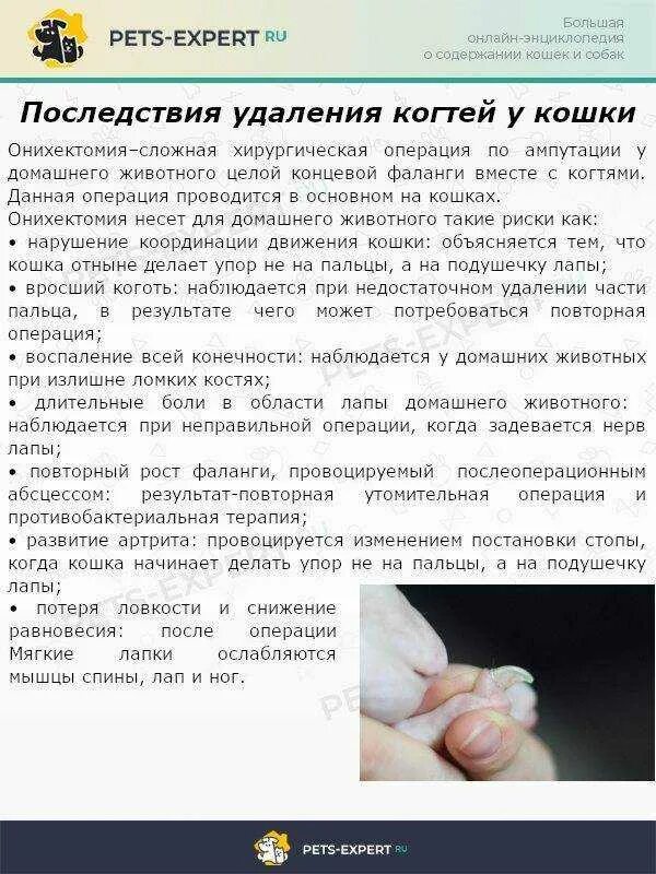 Можно ли удалять когти. Операция по удалению когтей у котов. Удаление когтей у котов последствия. Операция по выдергиванию когтей у кошек. Удалить кошке когти последствия.
