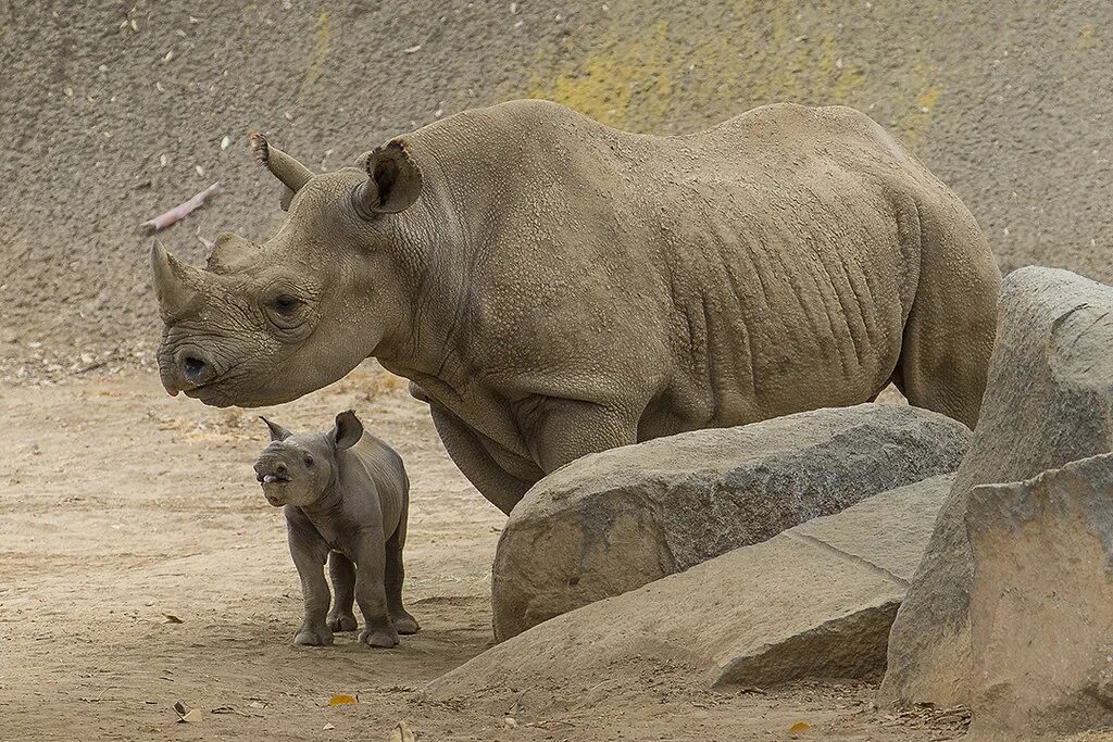Носорог. Индийский носорог. Детеныш носорога. Рост носорога.