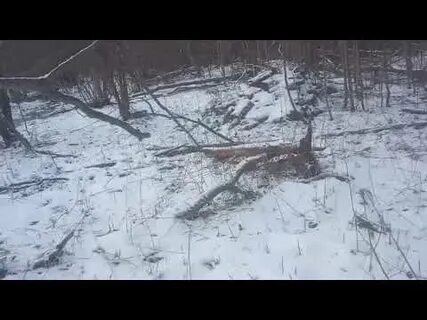 Петля на бобра видео