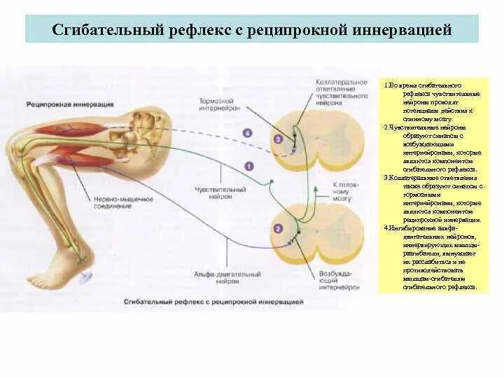 Иннервация и рефлексы. Сгибательный рефлекс Нейроны. Сгибательный (ФЛЕКСОРНЫЙ) рефлекс физиология. Сгибательный рефлекс предплечья физиология. Перекрестный разгибательный рефлекс физиология.