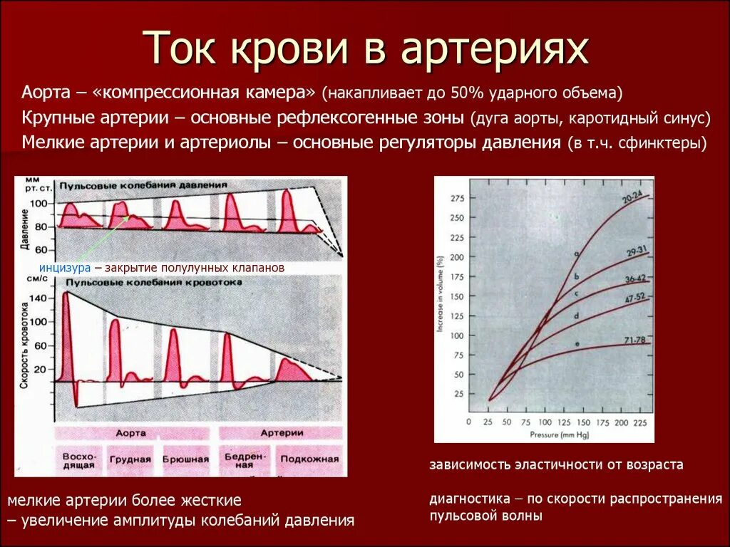 Падение давления крови. Давление крови в артериях. Кривая давления в аорте. Гемодинамика артерий.