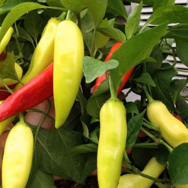 ПЕРЕЦ - Sprit paprika (Венгерский перец)