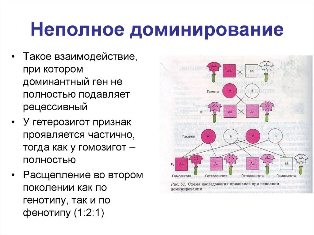 Неполное доминирование биология 10 класс. Неполное доминирование формулировка. Неполный Тип наследования. Не полеое доминирование.