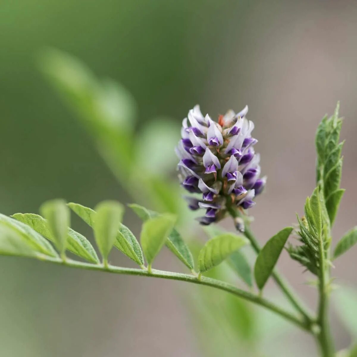 Glycyrrhiza glabra. Солодка Glycyrrhiza glabra. Солодка Уральская (Glycyrrhiza uralensis). Солодка Коржинского - Glycyrrhiza korshinskyi.