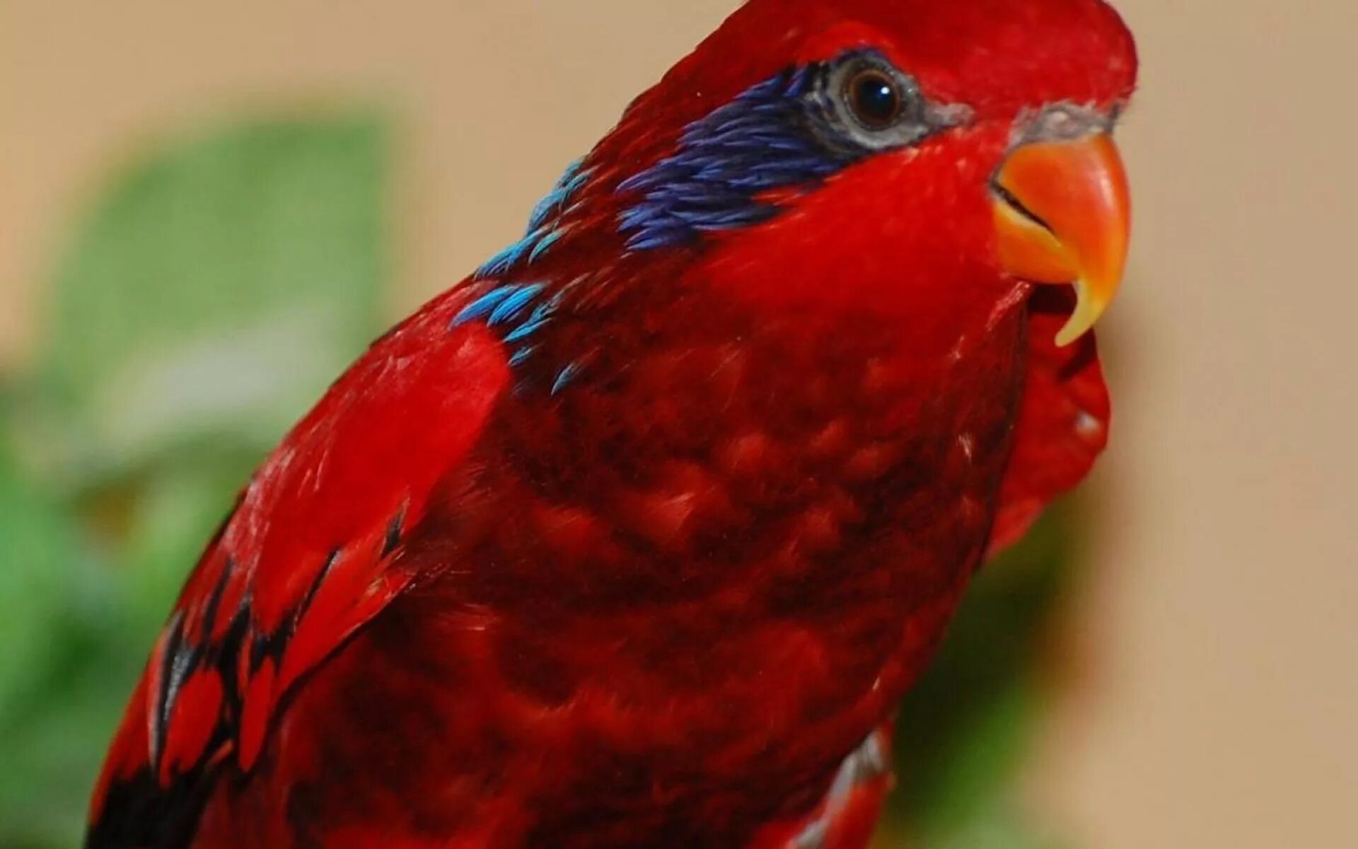 Red parrot