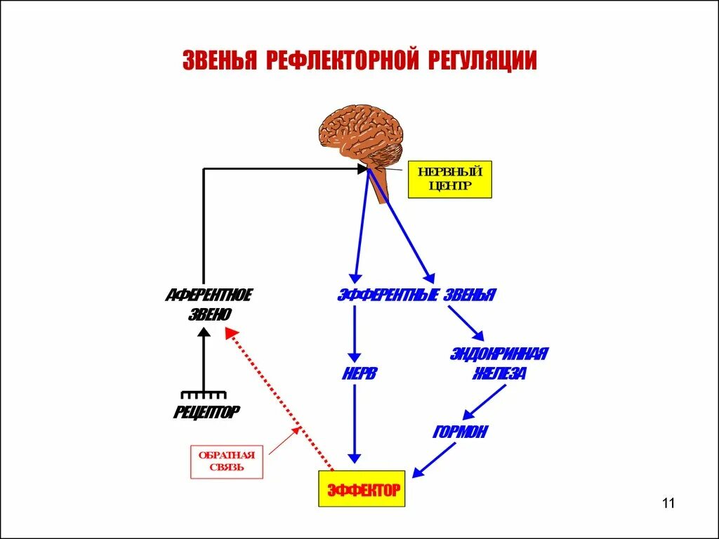 Схема нервной регуляции. Прямая и обратная связь в нервной системе. звенья рефлекторной регуляции. обратные связи в рефлекторной деятельности. звенья рефлекса 3 класс.