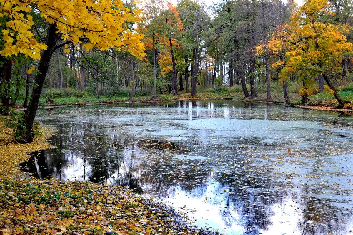 Пруд янтарный. Осень пруд. Водоемы осенью. Осенний водоем. Осень пруд листва.