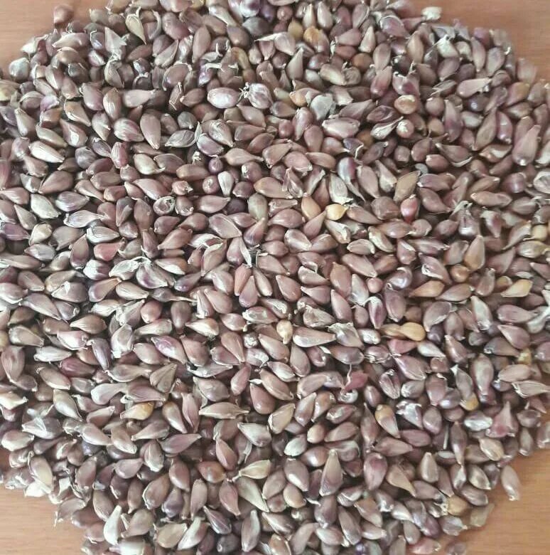 семена чеснока бульбочек. воздушные семена чеснока. семенные бульбочки чеснока. семенные бульбочки чеснока. чеснок семена бульбочки.