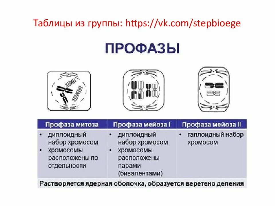 Тест по митозу