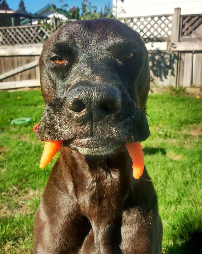 Метис пикардийской овчарки. Австралийская пастушья овчарка. Австралийская овчарка келпи. Порода собак гринфилд. Новые породы.