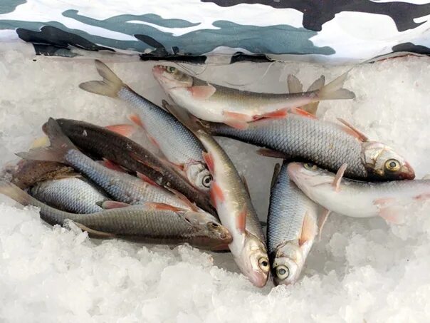 Безопасная рыбная ловля зимой. Зимняя рыбалка улов сатира. Зимняя рыбалка в челябинске. Зимняя рыбалка рыба. Рыбалка зимой 2020 декабрь.