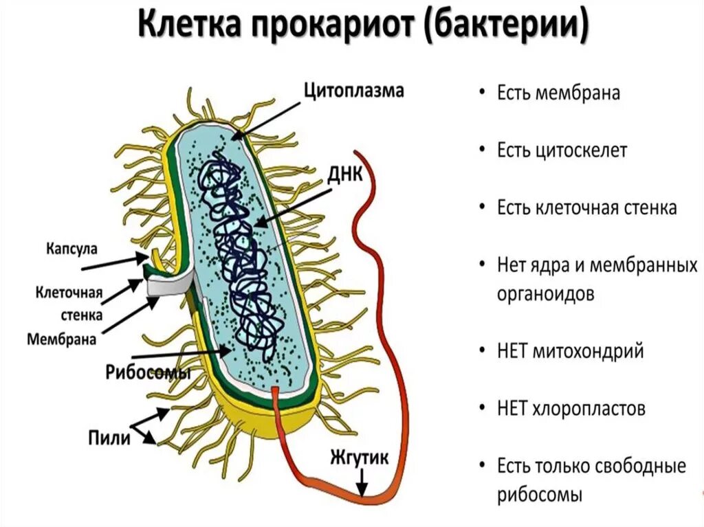 Строение прокариотической клетки бактерии. Строение прокариотической бактериальной клетки. Клетка прокариот схема. Особенности строения бактериальной прокариотической клетки.