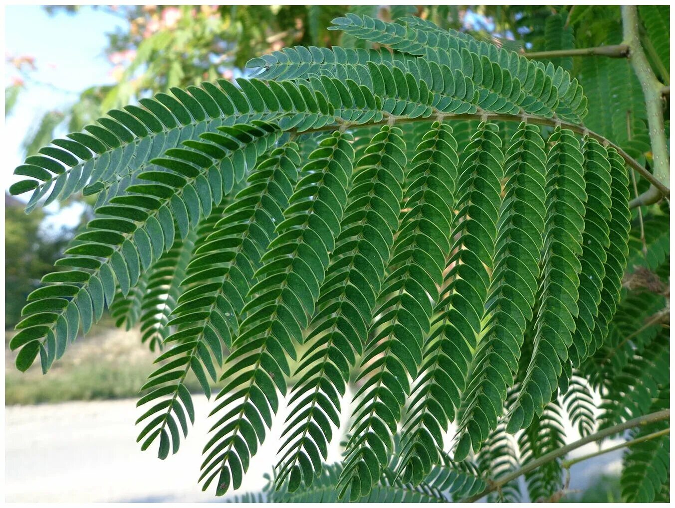 Лист альбиции. Альбиция ленкоранская - albizia julibrissin. ленкоранская акация листья. альбиция ленкоранская лист. альбиция ленкоранская дерево.