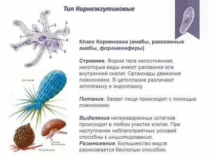 Оболочка простейших с непостоянной формой тела называется
